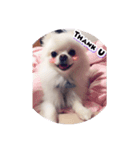 Cute ＆ Lovely Doggie ~ Cream BB part 2（個別スタンプ：2）