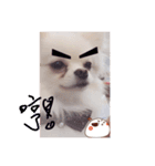 Cute ＆ Lovely Doggie ~ Cream BB part 2（個別スタンプ：6）