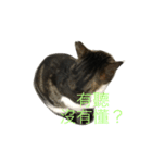 wu gu cats part3（個別スタンプ：14）