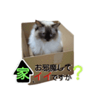 猫の休日。（個別スタンプ：24）