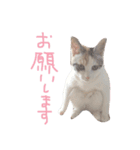 猫のメルときなこ（個別スタンプ：16）