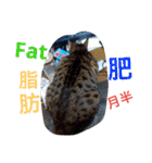 cat-BanBan（個別スタンプ：2）