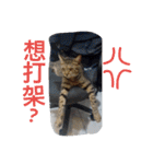 cat-BanBan（個別スタンプ：6）