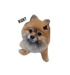 QD the pom（個別スタンプ：1）