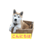 柴犬こなつさん 3（個別スタンプ：2）