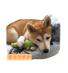 柴犬こなつさん 3（個別スタンプ：4）