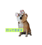 柴犬こなつさん 3（個別スタンプ：6）