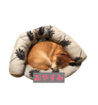 柴犬こなつさん 3（個別スタンプ：20）