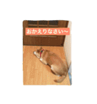 柴犬こなつさん 3（個別スタンプ：22）