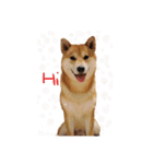 Mamoru the amazing dog（個別スタンプ：2）