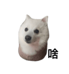 Japanese Spitz Jordan（個別スタンプ：1）