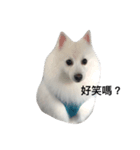 Japanese Spitz Jordan（個別スタンプ：2）