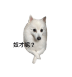 Japanese Spitz Jordan（個別スタンプ：3）