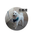 Japanese Spitz Jordan（個別スタンプ：4）