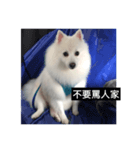 Japanese Spitz Jordan（個別スタンプ：5）