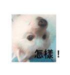 Japanese Spitz Jordan（個別スタンプ：6）