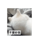 Japanese Spitz Jordan（個別スタンプ：7）