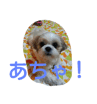 シーズー犬 ココの日常3（個別スタンプ：9）