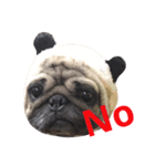 Pug Bear（個別スタンプ：1）