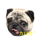 Pug Bear（個別スタンプ：2）