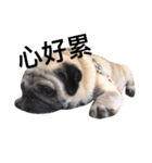 Pug Bear（個別スタンプ：4）