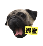 Pug Bear（個別スタンプ：5）