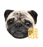 Pug Bear（個別スタンプ：7）