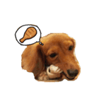 My Dachshund Sausage Dog（個別スタンプ：6）