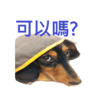 My Dachshund Sausage Dog（個別スタンプ：7）