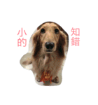 I'm the king of the dog（個別スタンプ：1）