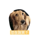 I'm the king of the dog（個別スタンプ：4）