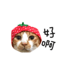 meow meow kitty cat（個別スタンプ：8）