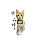 meow meow kitty cat（個別スタンプ：9）