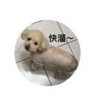 dog Cola 1（個別スタンプ：1）