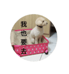 dog Cola 1（個別スタンプ：3）