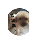 dog Cola 1（個別スタンプ：5）