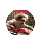 dog Cola 1（個別スタンプ：9）