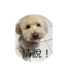 dog Cola 1（個別スタンプ：10）