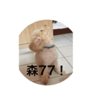 dog Cola 1（個別スタンプ：11）