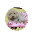 dog Cola 1（個別スタンプ：15）