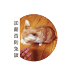 The cat doesn't want to work（個別スタンプ：1）