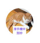 The cat doesn't want to work（個別スタンプ：6）