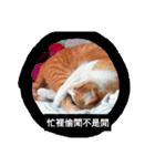 The cat doesn't want to work（個別スタンプ：10）