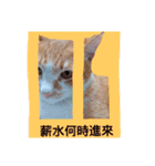 The cat doesn't want to work（個別スタンプ：11）