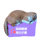 The cat doesn't want to work（個別スタンプ：12）