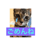 可愛い猫たーちー（個別スタンプ：1）