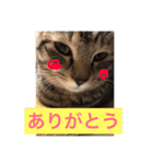 可愛い猫たーちー（個別スタンプ：2）