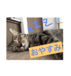 可愛い猫たーちー（個別スタンプ：4）