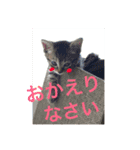 可愛い猫たーちー（個別スタンプ：5）