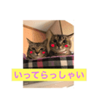 可愛い猫たーちー（個別スタンプ：6）